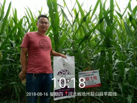 唯釋控釋肥--中國密植玉米一次性施肥領(lǐng)導(dǎo)者！