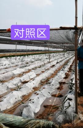走訪安丘姜農(nóng)，見證唯釋?控釋肥的效果奇跡！
