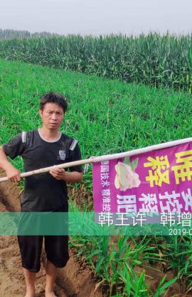 大姜用唯釋?，豐收又高產(chǎn)！