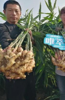 唯萃控釋肥助力山東姜農(nóng)，大姜喜獲豐收